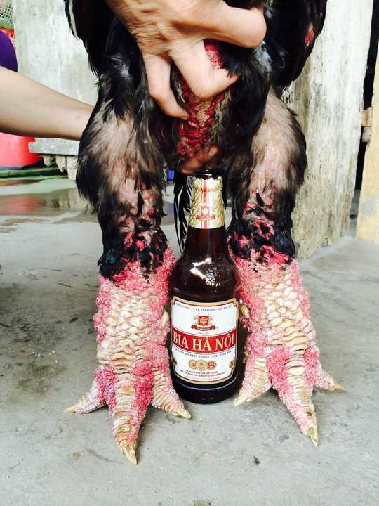 Choáng với cặp 'chân rồng' con gà Đông Tảo giá 1 cây vàng SJC