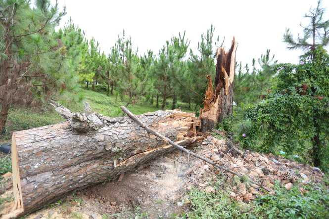 Cây thông cao 30m bật gốc, 4 người bị thương