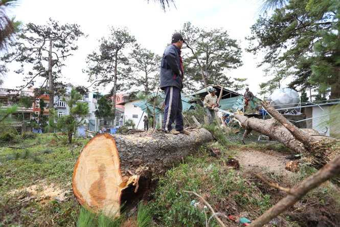 Cây thông cao 30m bật gốc, 4 người bị thương