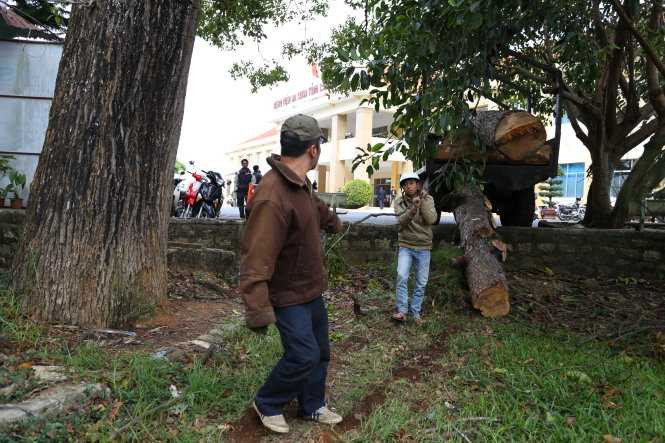 Cây thông cao 30m bật gốc, 4 người bị thương