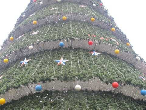 Cây thông 'siêu khủng' cao bằng nhà 10 tầng ở Nghệ An