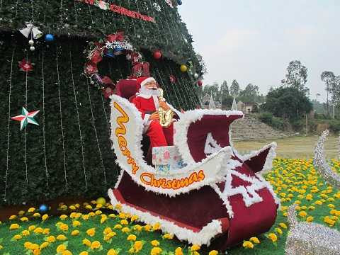 Cây thông 'siêu khủng' cao bằng nhà 10 tầng ở Nghệ An