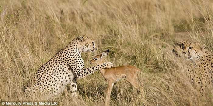 Con báo đặt bàn chân với móng vuốt sắc nhọn lên lưng chú linh dương non