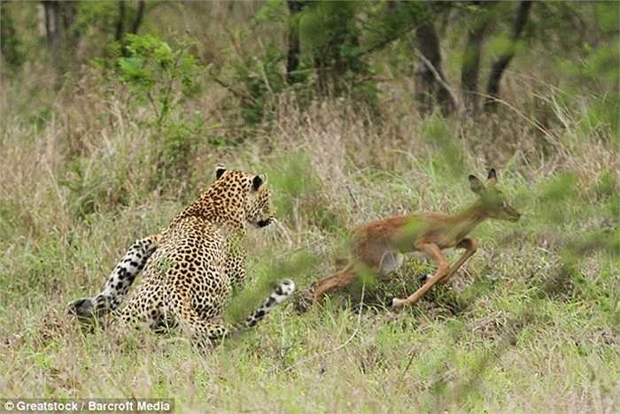 Báo đốm ngay lập tức đuổi theo