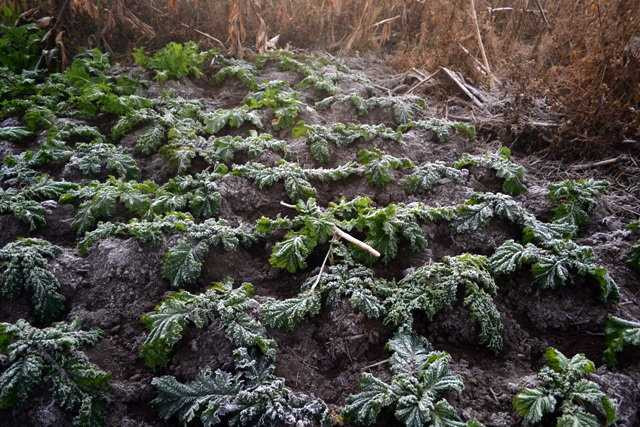Lạnh 2,5 độ C, băng giá xuất hiện tại Ý Tý - Lào Cai