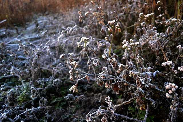 Lạnh 2,5 độ C, băng giá xuất hiện tại Ý Tý - Lào Cai
