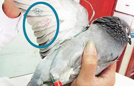 Công an đang giải mã ký tự lạ trên số chim bồ câu