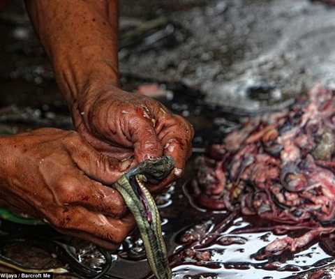 giết mổ rắn