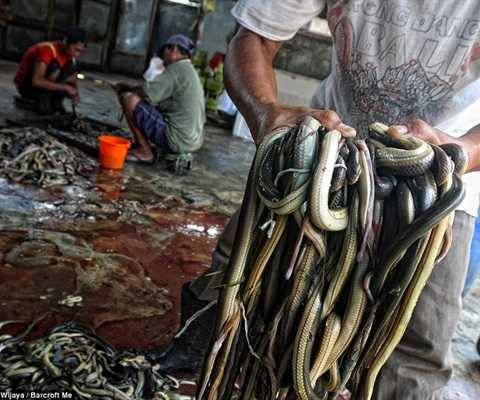 giết mổ rắn