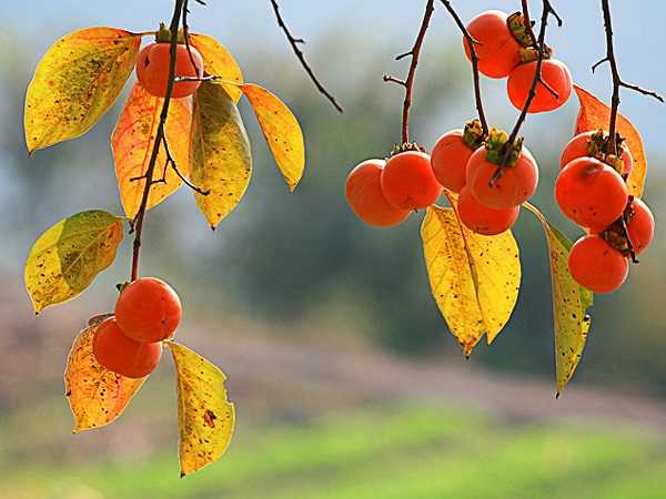 Cải thiện tiêu hóa: Các chất xơ có trong quả hồng cũng giúp cải thiện hệ tiêu hóa và ngăn ngừa táo bón. Thành phần tannin trong quả hồng có tác dụng ngăn ngừa bệnh tiêu chảy. 