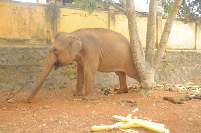 Voi của đoàn xiếc quật chết bé trai 12 tuổi