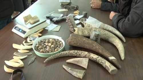 Bắt nhóm buôn bán sừng tê giác qua facebook