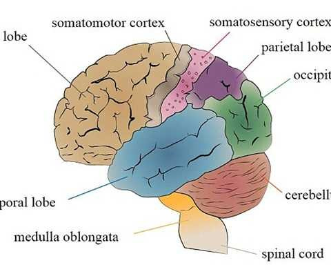 Vùng chi phối cảm giác xúc giác sẽ phát triển tốt hơn nhờ smartphone 