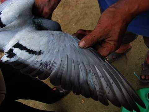 Chim bồ câu mang kí tự lạ lại xuất hiện 