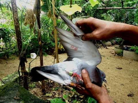 Chim bồ câu mang kí tự lạ lại xuất hiện 