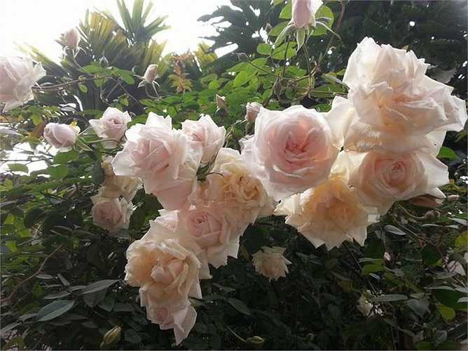 Hồng bạch có vị ngọt, tính ấm, tác dụng hoạt huyết, điều kinh, tiêu viêm, tiêu sưng. 