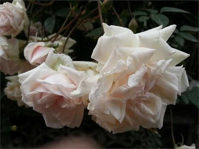 Trong hồng bạch chứa nhiều vitamin, đường, tinh dầu, dùng chữa ho rất tốt, ngoài ra còn có tác dụng nhuận tràng. 