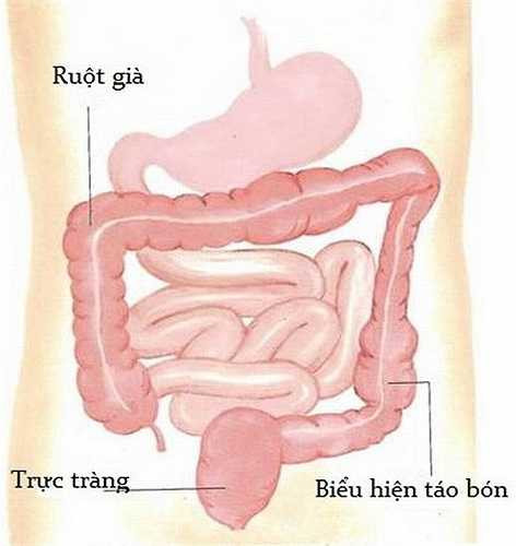 Chữa táo bón: Hồng bạch tươi hoặc khô 20-40g hãm với 100ml nước sôi trong 15-20 phút, có thể thêm 1 thìa mật ong hoặc đường phèn, uống trước bữa ăn. 