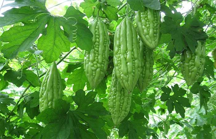 Mướp đắng: Những quả to, màu xanh đậm, mướt mát, thân phình to, da láng bóng là những quả hái từ cây bón nhiều đạm, chất kích thích sinh trưởng nên chất lượng sẽ kém và thường bị nhiễm độc khi ăn. Bạn nên chọn những quả có kích thước vừa phải, mặt vỏ có nhiều gân nhỏ li ti sẽ an toàn và chất lượng.