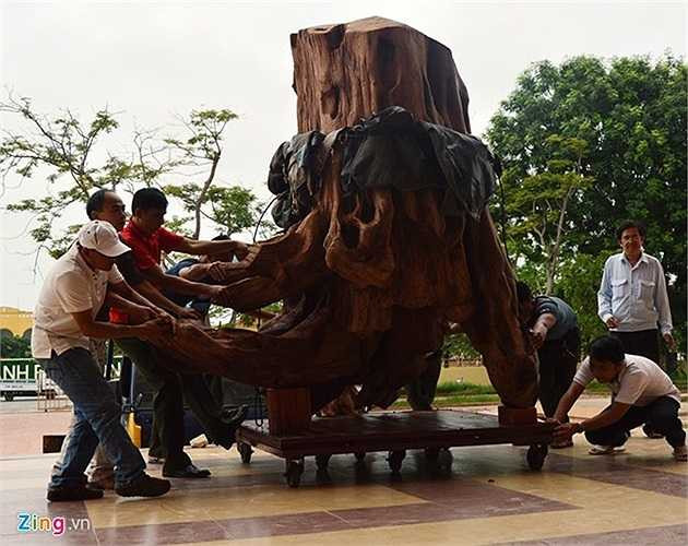 1. Thuộc họ gỗ sưa mộc vàng (tên khoa học là Dalbergia Tonkinensis Prain), một khúc gỗ sưa rỗng ruột có đường kính hơn 1 m, dài hơn 2 m, nặng khoảng trên 2 tấn được phát hiện tại suối Troóc, xã Phúc Trạch, huyện Bố Trạch (Quảng Bình) vào ngày 23/2. Khúc gỗ sưa này được định giá lên đến gần 17 tỷ đồng. Ảnh: Văn Được. 