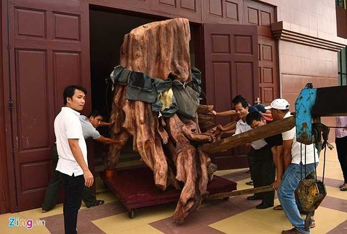 Sau nhiều tháng hoàn thiện xong các quá trình làm sạch và thủ tục giấy tờ kiểm định, đầu giờ chiều ngày 20/10, gốc sưa 'khủng' nói trên tưởng rằng được đem đi đấu giá bổ sung ngân quỹ lại được đưa vào Bảo tàng tổng hợp tỉnh Quảng Bình để trưng bày. Ảnh: Văn Được.