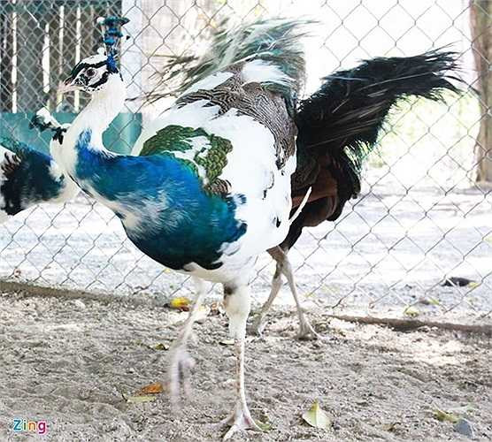 20 triệu đồng một con công đột biến lông Tại Việt Nam, chim công là loài quý hiếm có tên trong sách đỏ (nhóm 1B). Do đó, nó trở thành con vật cảnh đẹp quý và có giá tương đối đắt. Trung bình, một con công thường giá khoảng 7 - 10 triệu đồng, nhưng con đột biến lông có thể lên 15 đến 20 triệu. Ảnh: Ngọc Lan. 