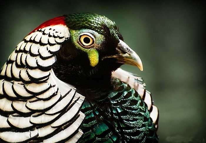 Gần 10 triệu đồng một con trĩ hoàng đế Quan niệm chim trĩ hoàng đế là loài mang lại tài lộc, may mắn, nên một số người không tiếc tiền chi gần hàng chục triệu đồng mua về chơi. Tuy nhiên, chim trĩ hoàng đế rất khó nuôi, nên người chơi chim cảnh phải chấp nhận rủi ro bất cứ khi nào. Ảnh: Sưu Tầm. 