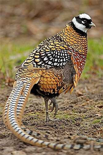 Theo anh Trần Nhữ Giáp, chủ Vườn Chim Việt, thì trĩ hoàng đế có bộ lông và cơ thể gồm nhiều màu như vàng, xám, nâu và đỏ hài hòa. Nó được sách kỷ lục Guinness ghi nhận có lông đuôi dài tự nhiên hơn bất kỳ loài chim nào trên thế giới: từ 0,4 đến 0,6 m. Hiện giá bán một con chim trĩ hoàng đế là 10 triệu đồng, giá bán theo cặp trống mái là 18 triệu đồng. Ảnh: NVCC. 