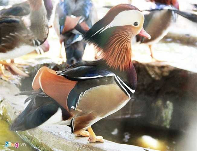 12 triệu đồng/cặp vịt uyên ương lông ngũ sắc Có màu lông ngũ sắc, lại được cho là biểu tượng của hạnh phúc, nên vịt uyên ương đặc biệt thu hút giới nhà giàu. Hiện trên thị trường, mỗi cặp vịt uyên ương có giá giá dao động 11 - 15 triệu đồng. Ảnh: Ngọc Lan. 