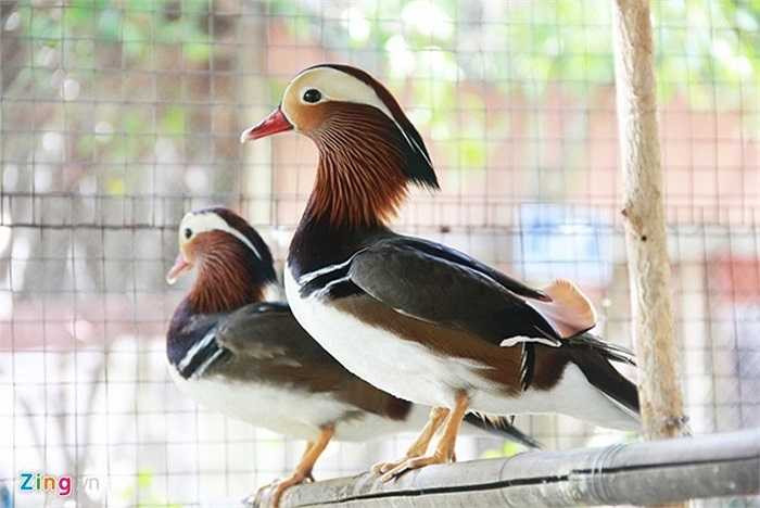 Vịt uyên ương đang trở thành con vật cảnh có giá đắt đỏ hiện nay. Khách chơi loại này thường chơi theo cặp, một trống, một mái, tượng trưng cho cặp vợ chồng. Đặc tính của loài vịt này là biết bay, sinh sản trong các khu vực nhiều cây cối, gần ao hồ, đầm lầy nên chỉ phù hợp với gia đình có bể tiểu cảnh hoặc biệt thự, nhà vườn. Ảnh: Ngọc Lan.