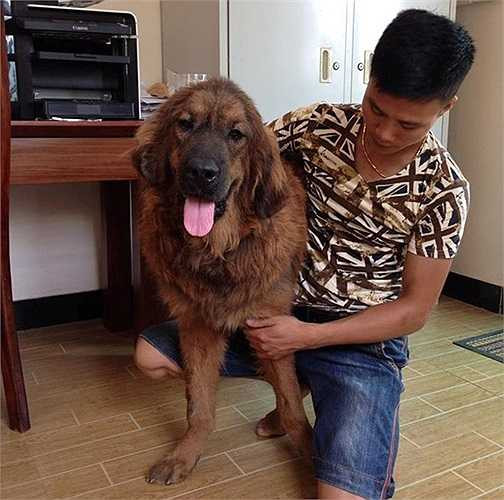 Chó ngao Tây Tạng có giấy khai sinh giá hàng trăm triệu đồng Với đam mê chó ngao Tây Tạng, nhiều dân chơi không ngần ngại chi trăm triệu, thậm chí tiền tỷ sang Trung Quốc lùng mua những chú chó có giấy khai sinh dòng thuần huyết. Ảnh: NVCC. 