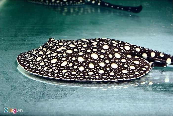 Chơi sam tiền tỷ Sam cảnh hiện đang được dân chơi cá xếp vào top vật nuôi đẹp hàng ở đầu ở Việt Nam. Trên thị trường thế giới, những con sam cảnh đẹp được rao bán với giá vô cùng đắt đỏ, từ vài trăm triệu đến hàng tỷ đồng. Ảnh: Mạnh Thắng. 