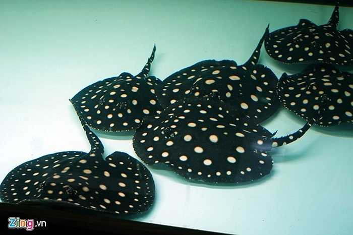 Tại một trại nuôi sam ở Hà Đông, Hà Nội, một con sam giống nhỏ từ 2 tháng tuổi trở lên cũng có giá 15 - 20 triệu đồng/con, cá biệt có những con đẹp có giá lên tới 26 - 27 triệu đồng. Thức ăn cho sam rất tốn kém. Trung bình mỗi ngày, 1 con sam trưởng thành có thể ăn tới 2,5 kg tôm trong 2 - 3 bữa chính, chưa kể bữa phụ. Ngoài ra, mỗi tháng trại sam này còn ngốn hết khoảng 15 triệu đồng tiền điện và gần 2 triệu tiền nước. Ảnh: Mạnh Thắng. 