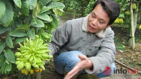 Phật thủ 'thịnh-suy-bĩ-thái' giá chục triệu đồng