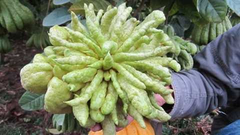 Phật thủ 'thịnh-suy-bĩ-thái' giá chục triệu đồng