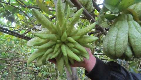 Phật thủ 'thịnh-suy-bĩ-thái' giá chục triệu đồng