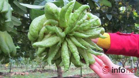 Phật thủ 'thịnh-suy-bĩ-thái' giá chục triệu đồng