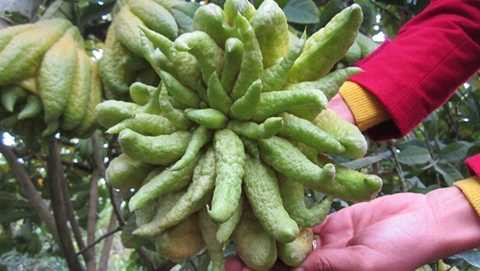 Phật thủ 'thịnh-suy-bĩ-thái' giá chục triệu đồng