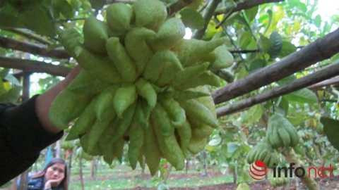 Phật thủ 'thịnh-suy-bĩ-thái' giá chục triệu đồng