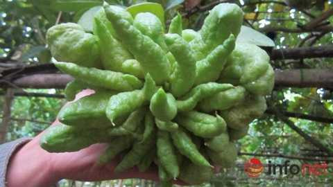 Phật thủ 'thịnh-suy-bĩ-thái' giá chục triệu đồng