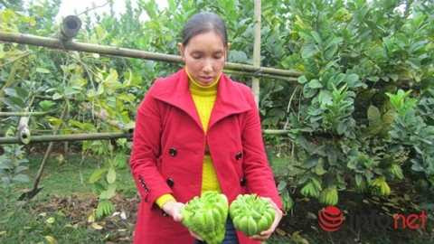 Phật thủ 'thịnh-suy-bĩ-thái' giá chục triệu đồng