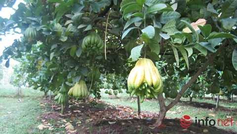 Phật thủ 'thịnh-suy-bĩ-thái' giá chục triệu đồng