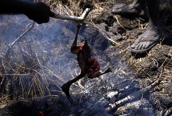 Họ không mang theo lương thực khi đi săn, khu rừng sẽ cung cấp hầu hết các nhu yếu phẩm trong suốt chuyến đi có thể kéo dài ngày này sang ngày khác.