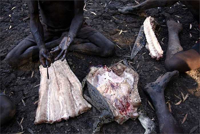 Chiến lợi phẩm đầu tiên nhanh chóng được xẻ thịt ngay giữa nền rừng, thịt cá sấu chính là thứ thực phẩm hàng đầu đã nuôi sống cả bộ lạc qua bao thế hệ.