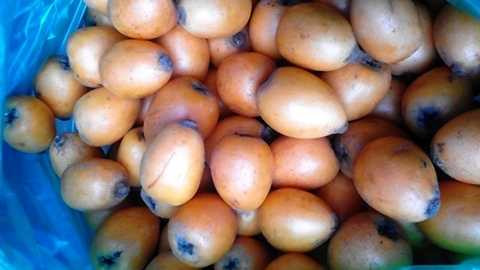 Trái tỳ bà từ Lào Cai về Hà Nội giá 85.000 đồng/kg