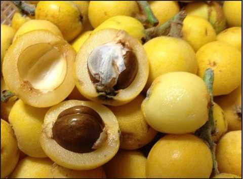 Trái tỳ bà từ Lào Cai về Hà Nội giá 85.000 đồng/kg