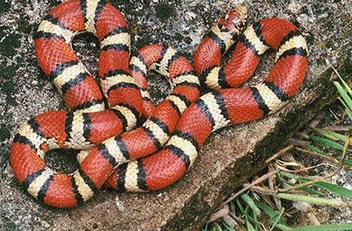 Rắn sữa bị nhầm lẫn với loài rắn san hô cực độc bởi màu sắc gần như giống nhau, nhưng trên thực tế chúng hoàn toàn không độc. Bạn chỉ cần nhớ, màu đỏ bên cạnh màu đen là một người bạn, màu đỏ cạnh màu vàng là một kẻ sát nhân.