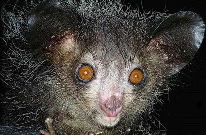 Khỉ aye-aye được cho là hiện thân của quỷ dữ và sẽ mang đến cái chết. Người ta nói rằng nếu bắt gặp loài động vật này thì phải bắt và đâm hỏng mắt của chúng mặc dù loài vật này chỉ ăn các loại hoa quả, hạt cây, côn trùng, mật hoa, nấm và hoàn toàn vô hại. Đây là nguyên nhân chính khiến loài khỉ này bị đe dọa tuyệt chủng.