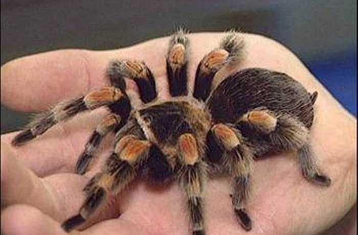Nhện tarantulas là loài nhện khổng lồ lớn nhất thế giới, chúng có những chiếc răng nanh lớn nhưng nọc độc của chúng lại không giết chết người như một số loài nhện siêu nhỏ khác. Hơn nữa, nhện tarantulas rất thụ động, nếu chẳng may bị chúng cắn, cũng chỉ như bị ong đốt mà thôi.
