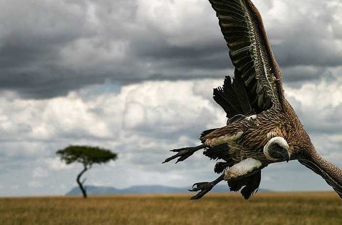 Kền kền, mãi mãi là một biểu tượng của sự phân dã. Bạn không nên lo lắng về nó nếu bạn... chưa chết.